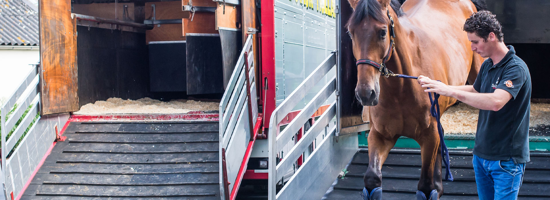 Export Horse Service International